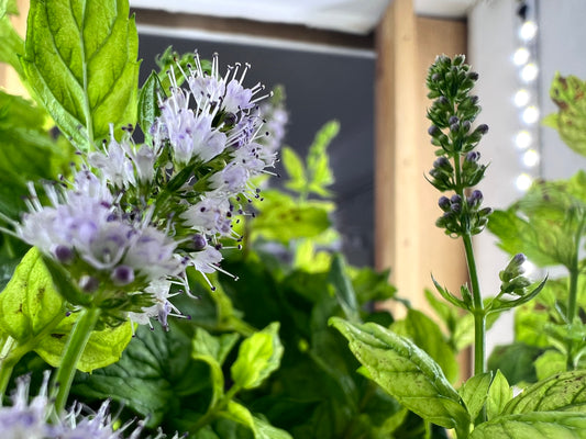 mint flowering in verticairo city farm