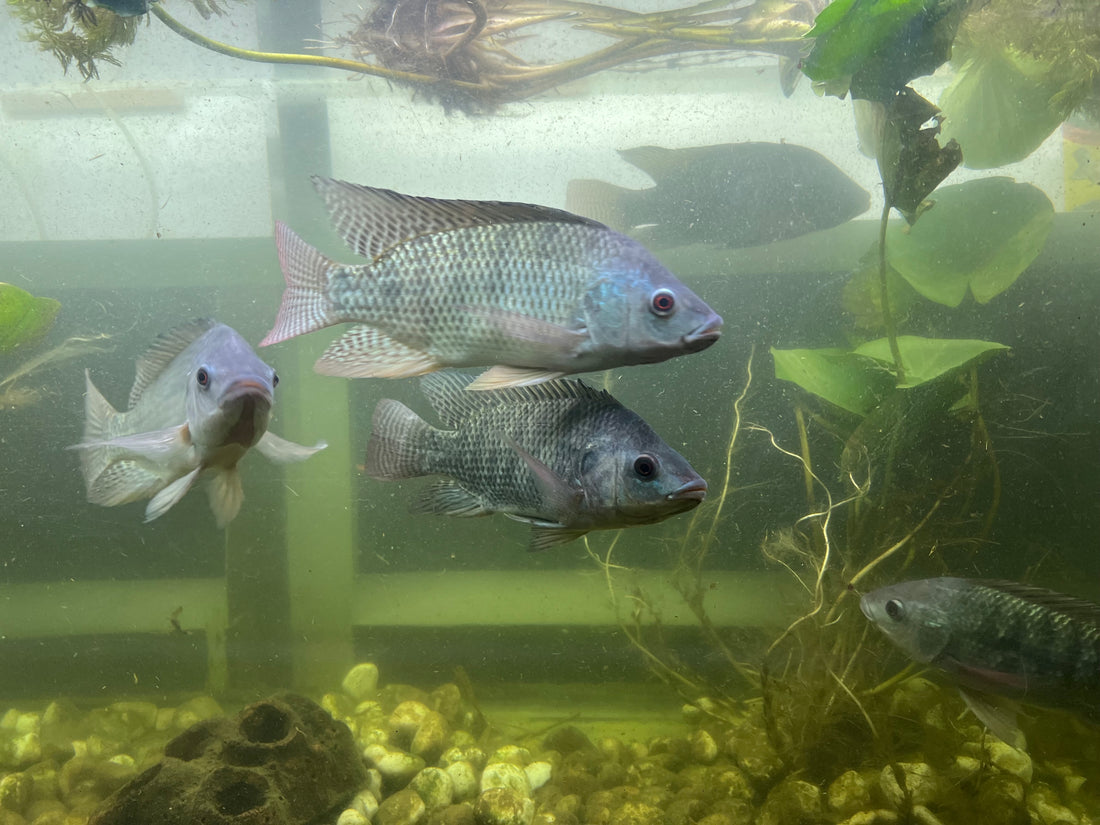 The Nile Tilapia: The Heart of VertiCairo’s Aquaponic System S3